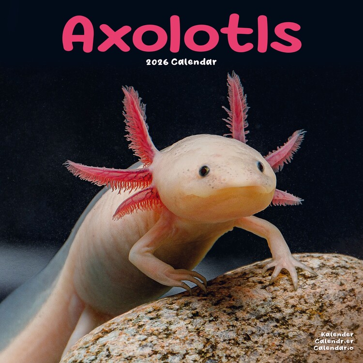 Naptár 2027 Axolotls