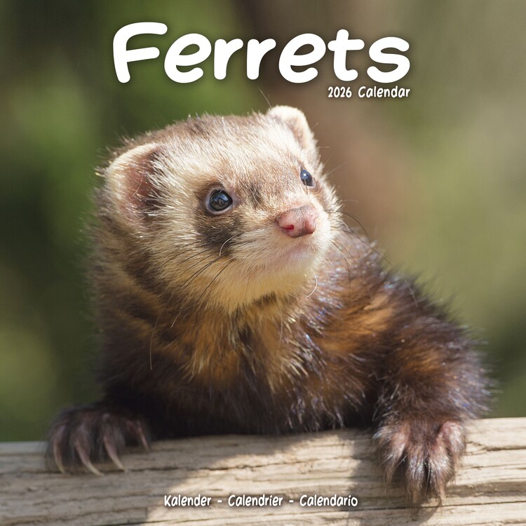 Naptár 2027 Ferrets