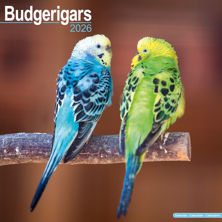 Naptár 2027 Budgerigar