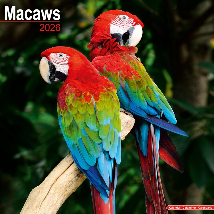 Calendario 2027 Macaws