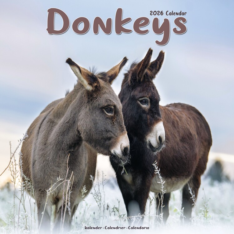Naptár 2027 Donkeys