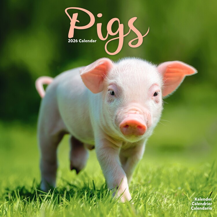 Kalender 2027 Pigs
