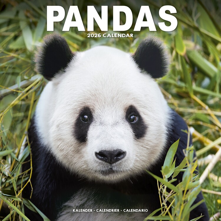 Naptár 2027 Pandas