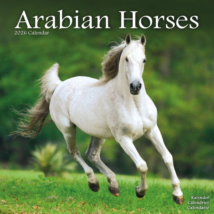 Kalender 2027 Arabian Horses