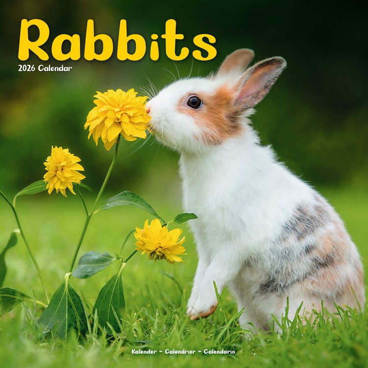 Naptár 2027 Rabbits
