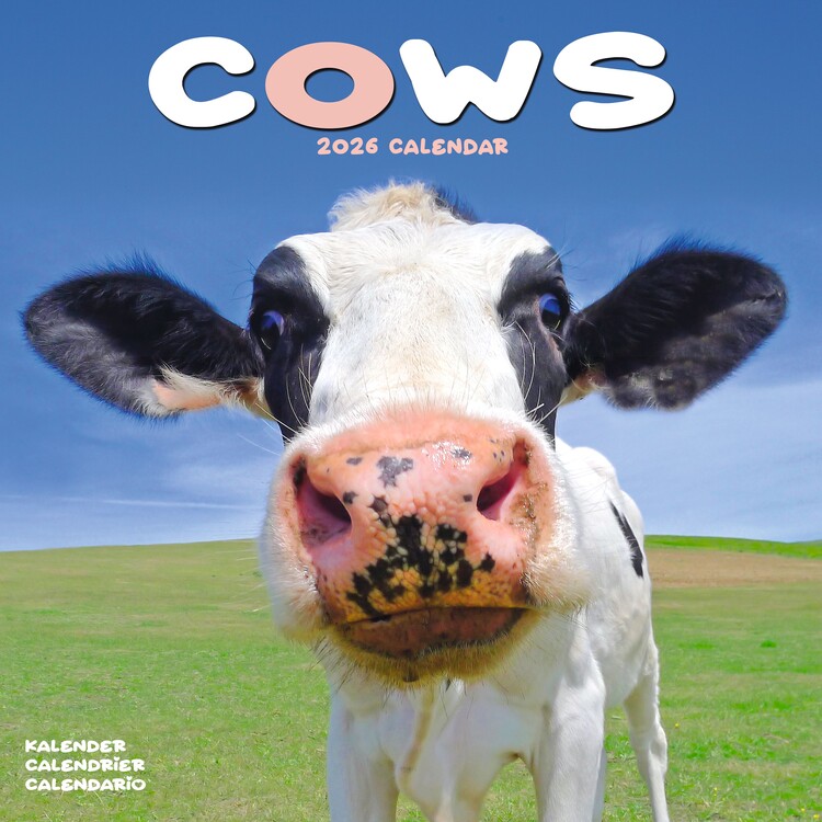 Naptár 2027 Cows