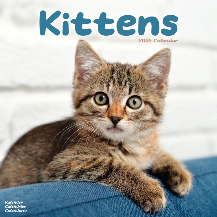 Naptár 2027 Kittens