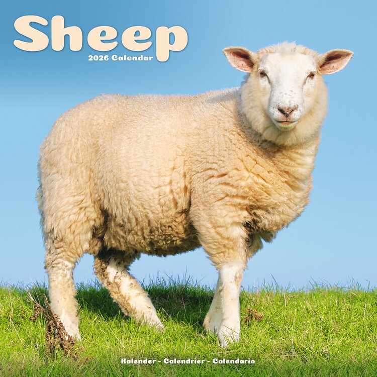 Naptár 2027 Sheep
