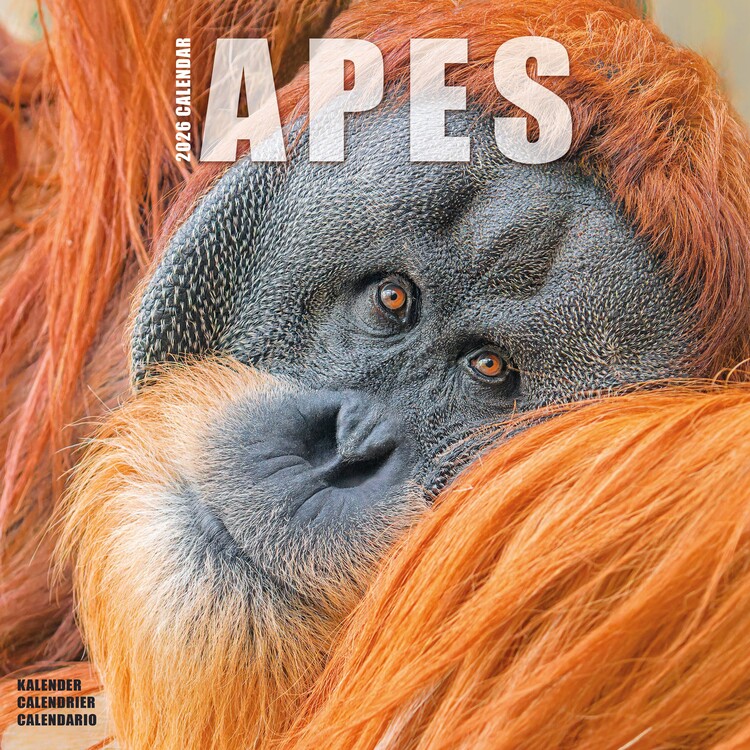 Kalendár 2027 Apes
