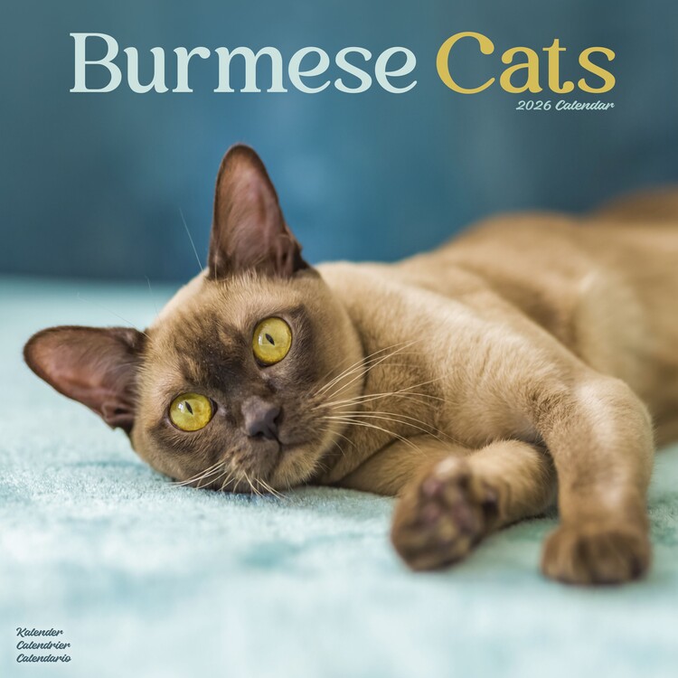 Kalender 2027 Cats - Burmese