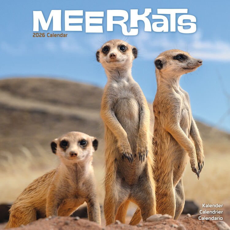 Naptár 2027 Meerkats