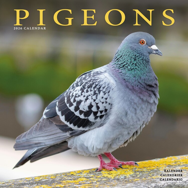 Naptár 2027 Pigeons