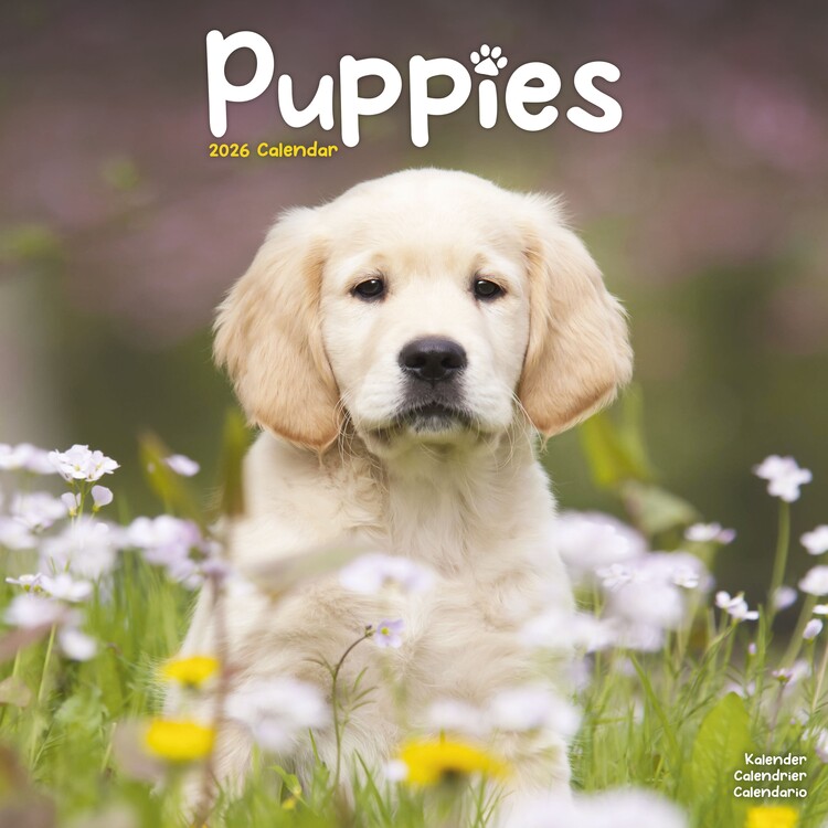 Naptár 2027 Puppies