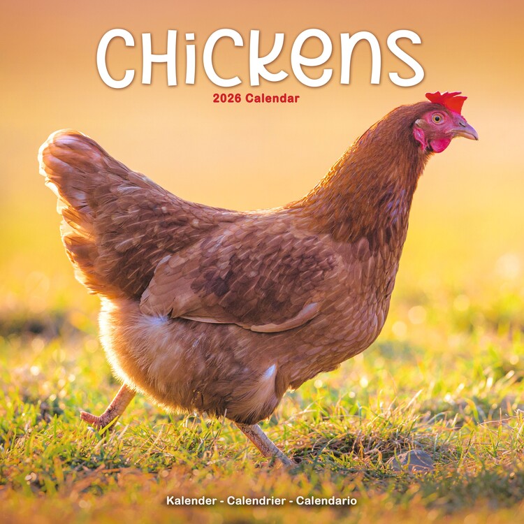 Kalender 2027 Chickens