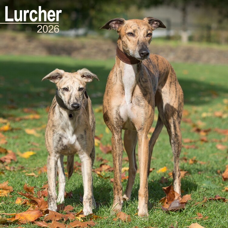 Levně Kalendář 2027 Lurcher, 30,5 x 30,5 (30,5 x 61) cm