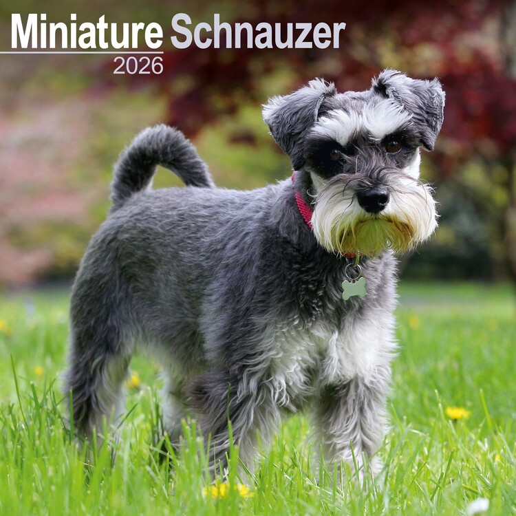 Kalender 2027 Schnauzer - Miniature