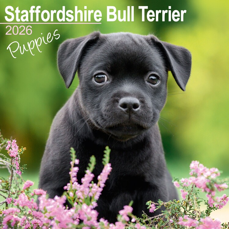 Calendario 2027 Stafford Bull Terrier