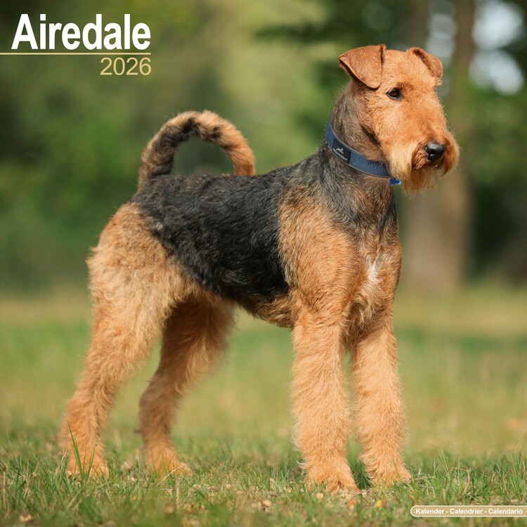 Naptár 2027 Airedale