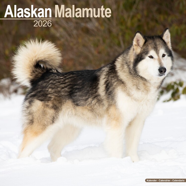 Levně Kalendář 2027 Alaskan Malamute, 30,5 x 30,5 (30,5 x 61) cm