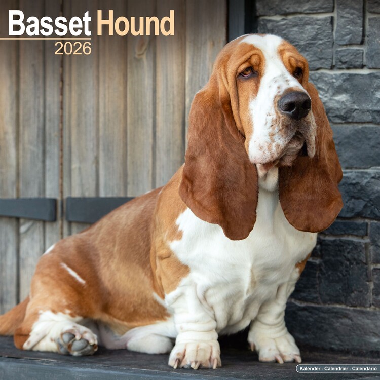 Calendario 2027 Basset Hound