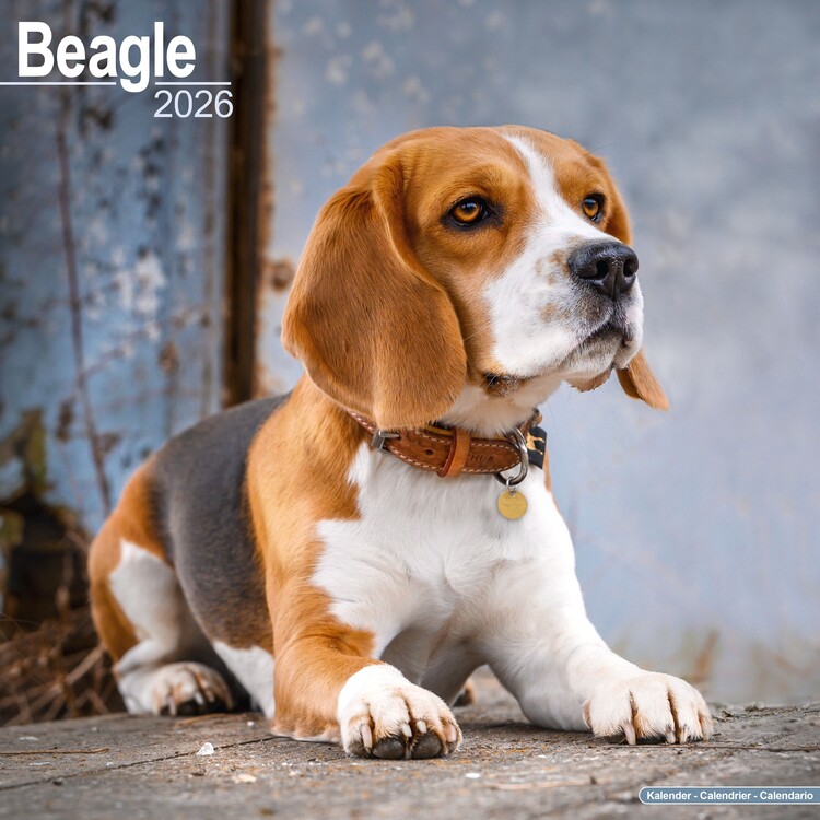 Naptár 2027 Beagle