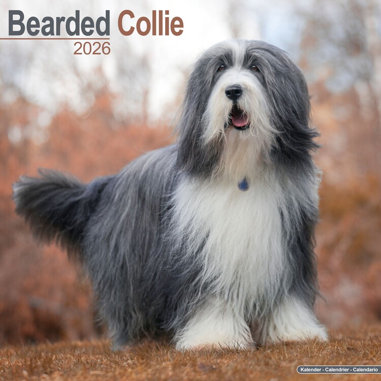 Naptár 2027 Bearded Collie