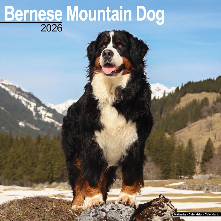 Kalender 2027 Bernese Mountain Dog