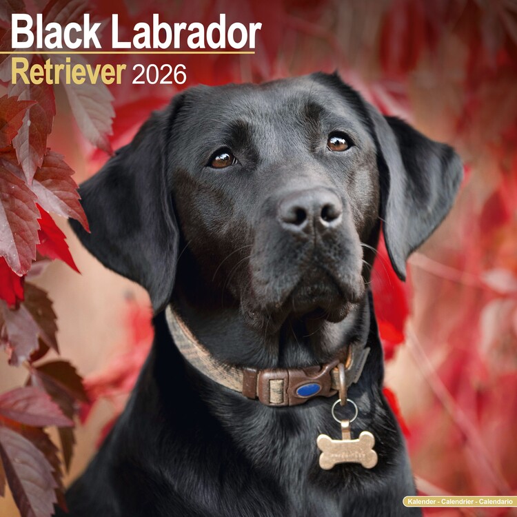 Calendario 2027 Labrador Retriever - Black