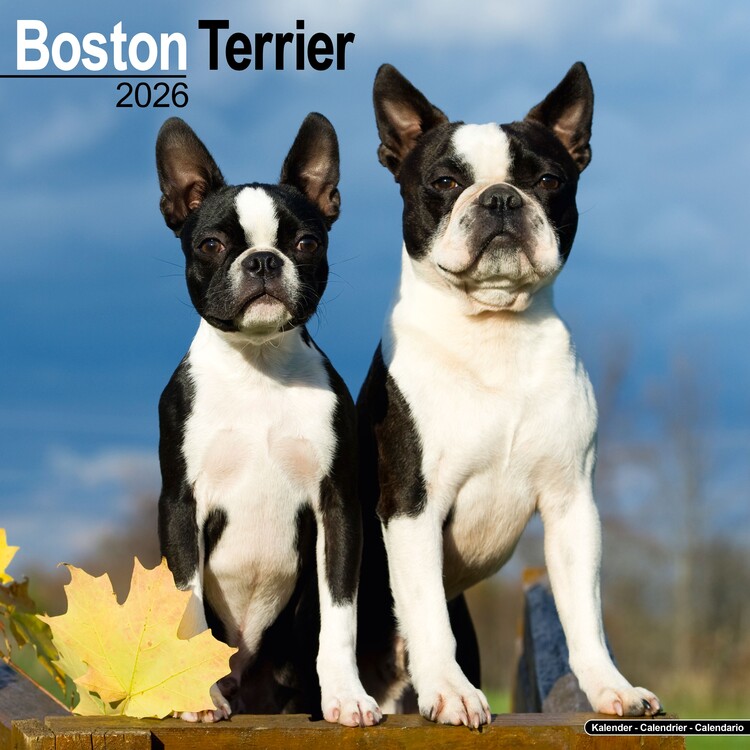 Kalender 2027 Boston Terrier