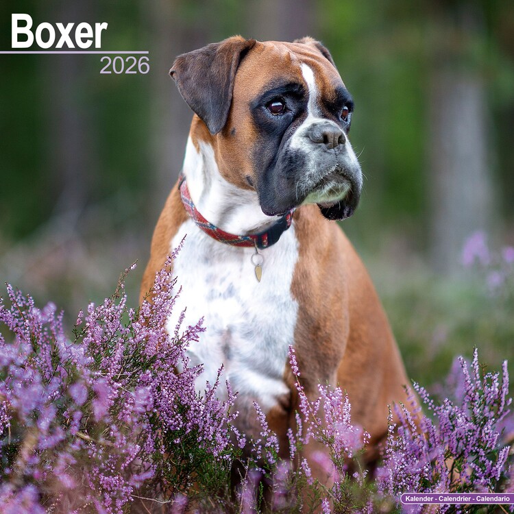 Kalender 2027 Boxer