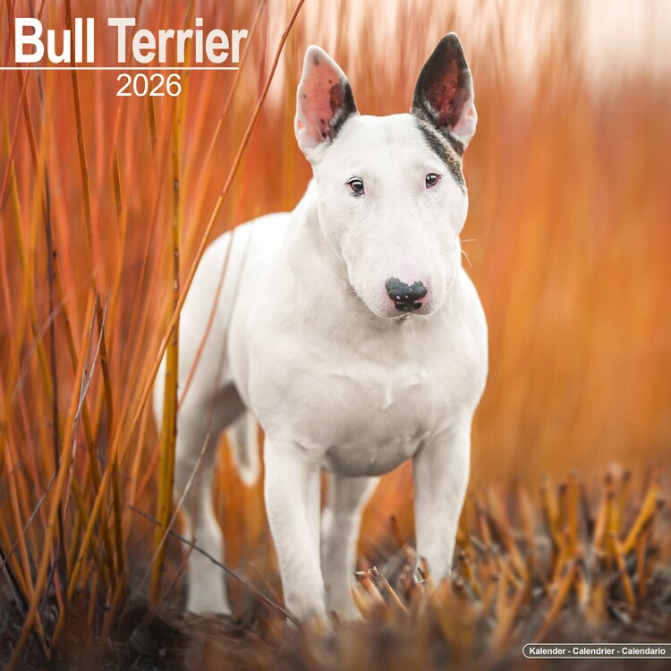 Calendario 2027 Bull Terrier