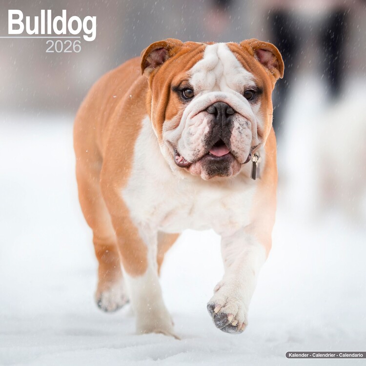 Calendario 2027 Bulldog