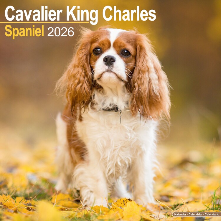 Calendario 2027 Cavalier King Charles