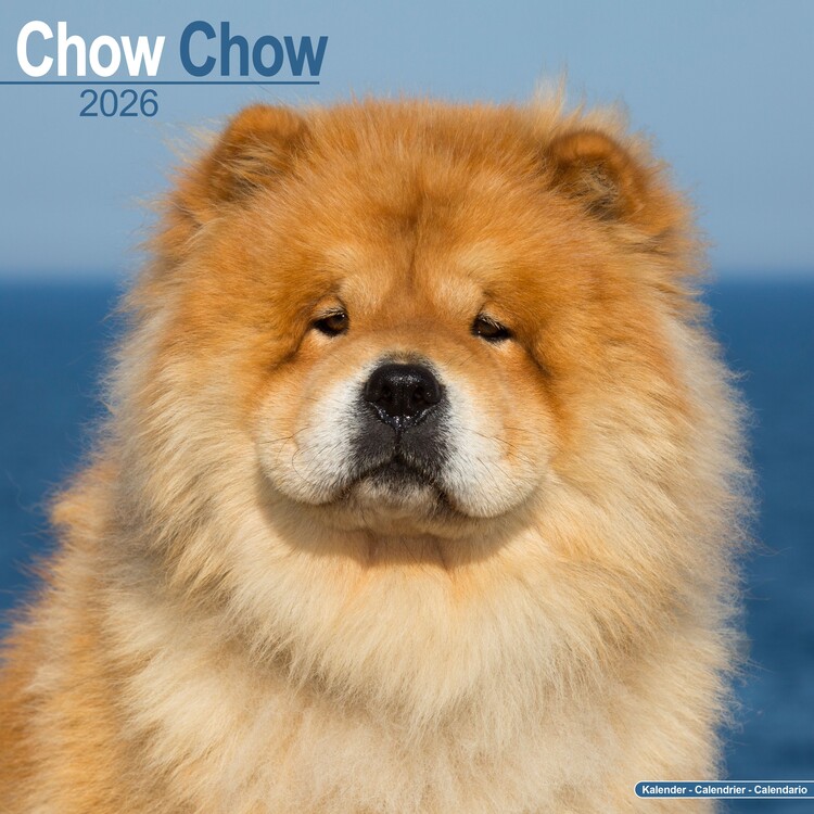 Calendario 2027 Chow Chow