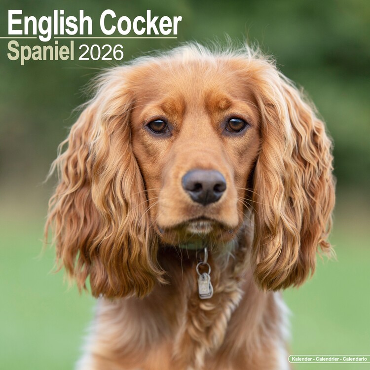 Naptár 2027 English Cocker Spaniel