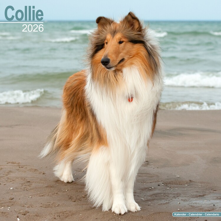 Naptár 2027 Collie