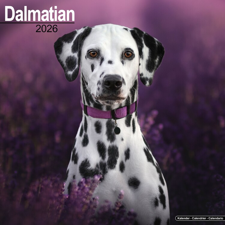 Naptár 2027 Dalmatian