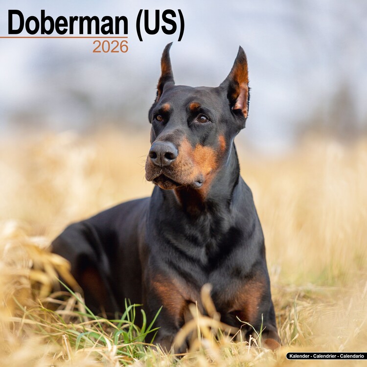 Levně Kalendář 2027 Doberman - US, 30,5 x 30,5 (30,5 x 61) cm