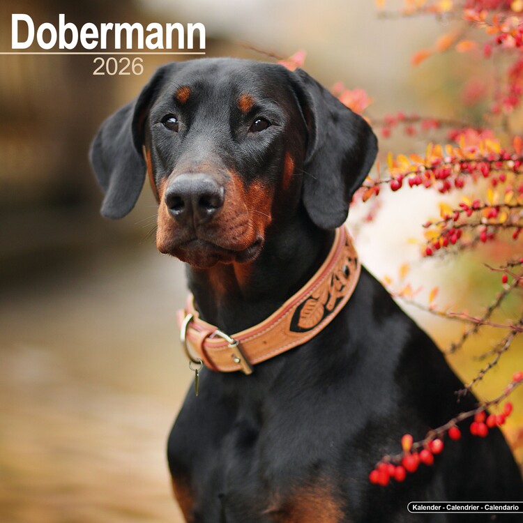 Levně Kalendář 2027 Dobermann, 30,5 x 30,5 (30,5 x 61) cm