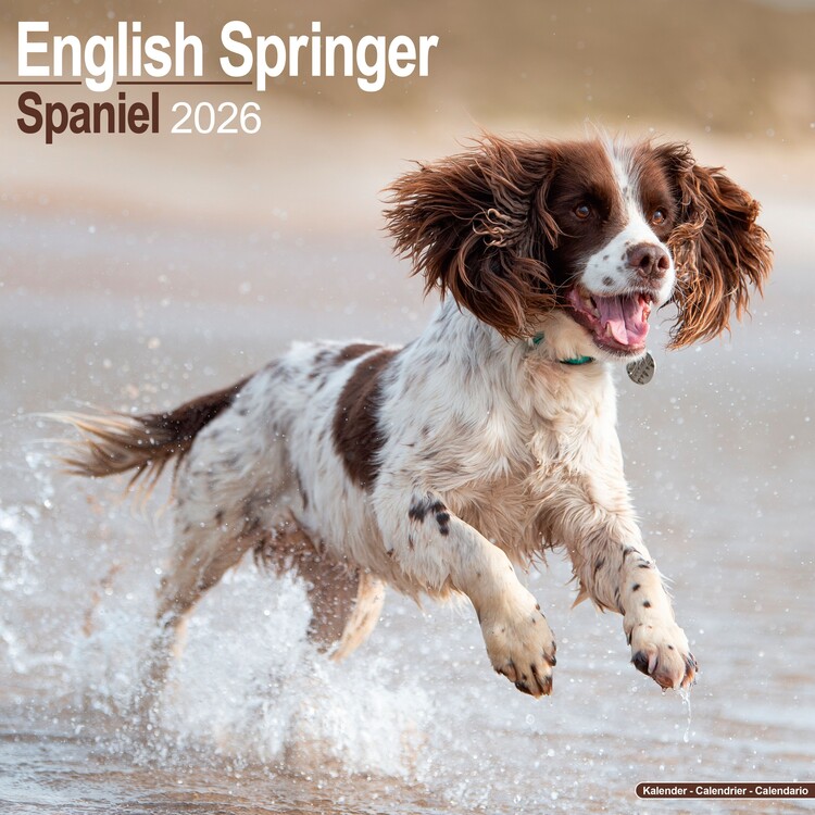 Kalender 2027 Eng Springer Spaniel