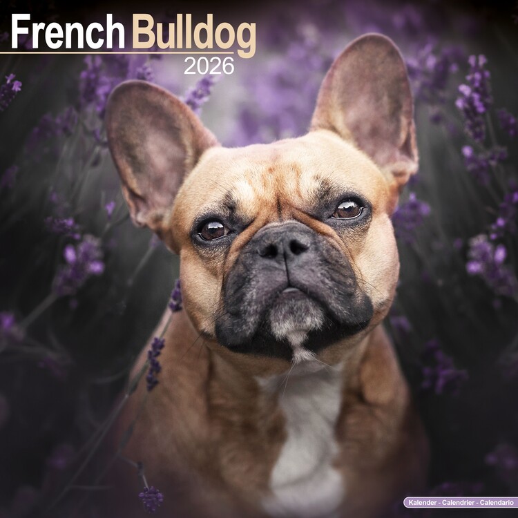 Calendario 2027 French Bulldog