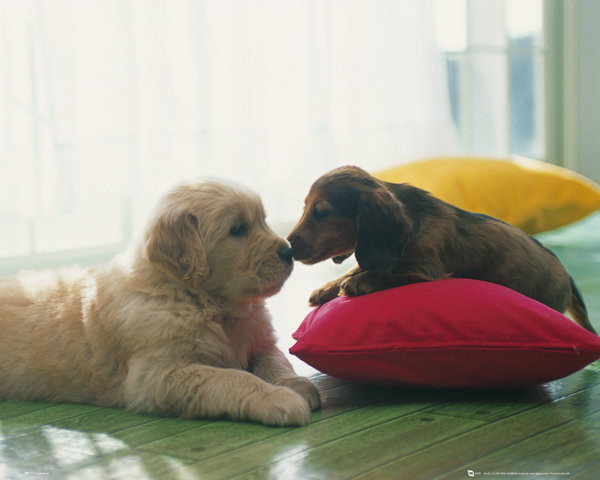 Poster Cuccioli - Bacio