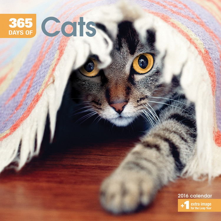 Kalender 2027 Katten