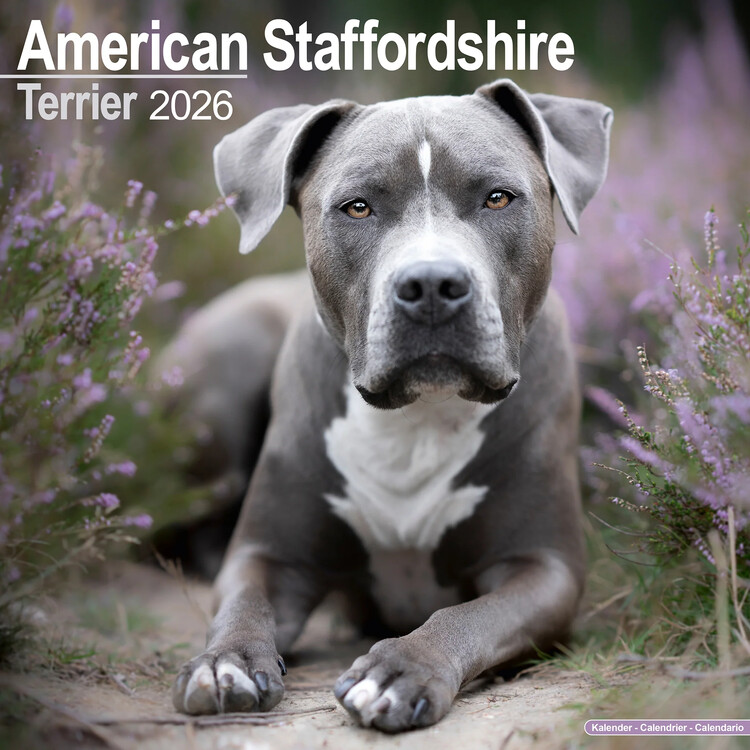 Calendario 2027 Amer. Staff Terrier