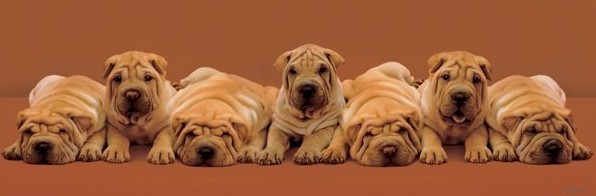 Poster Keith Kimberlin - puppies