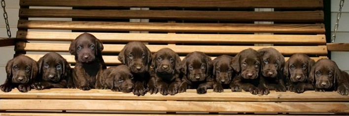 Poster Keith Kimberlin - chocolate labradors