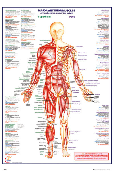 Rámovaný plakát Human Body - Major Anterior Muscles