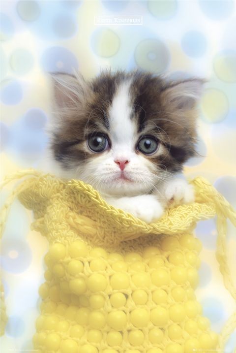 Poster Keith Kimberlin – purse