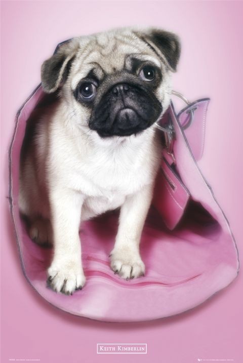 Poster Keith Kimberlin – mops