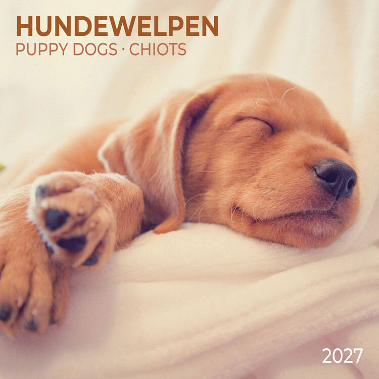 Calendario 2027 Puppy Dogs